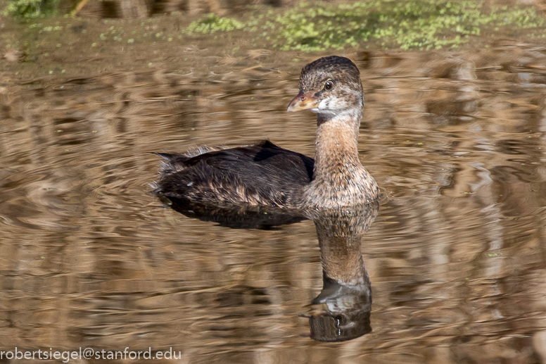 emily renzel wetlands